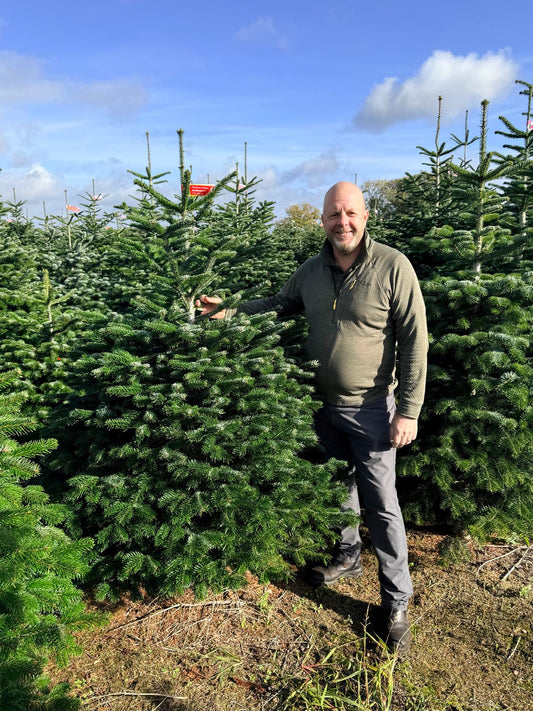 1) Premium Deluxe Cut / Select Cut Nordmann Fir